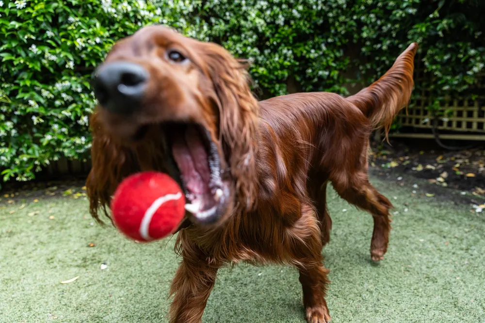 Enrichment Ideas & Games to Train Your Dog